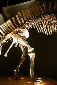 Museo di Storia Naturale di Venezia
