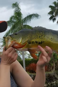 Peacock Bass Fishing Trip in Boynton Beach