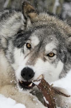 Yamnuska Wolfdog Sanctuary