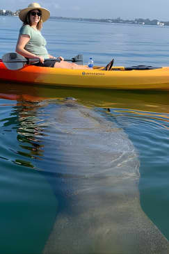 Sarasota Mangrove Tunnel Guided Kayak Adventure