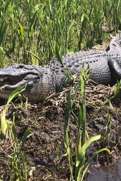 Jean Lafitte Swamp and Bayou Tour