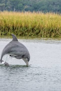 2 Hours Dolphin Eco Tour
