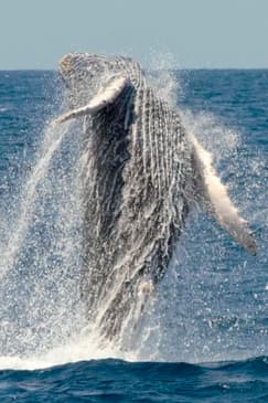 San Diego Whale Watching Cruise