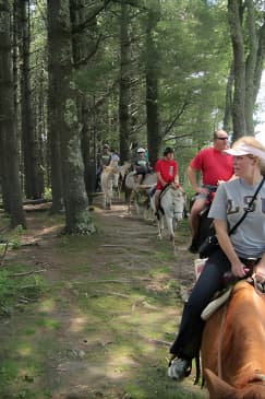 Guided Horseback Ride through Flame Azalea and Fern Forest