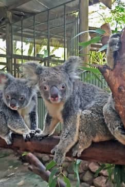 Rainforestation Nature Park & Australian Butterfly Sanctuary
