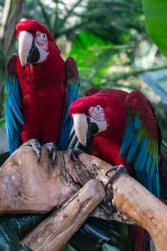 Bloedel Conservatory: Indoor Tropical Garden