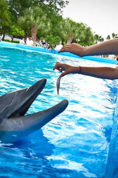 SeaWorld San Antonio: Fast Track