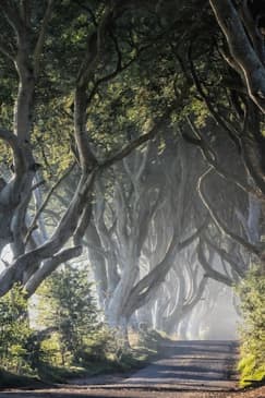 Giant's Causeway, Dunluce Castle, Dark Hedges and Belfast city from Dublin