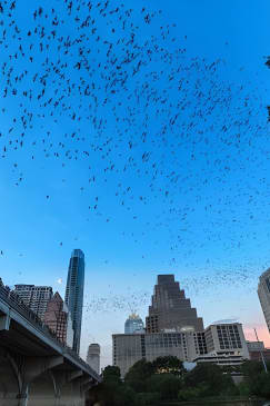 Congress Avenue Bat Bridge Kayak Tour in Austin