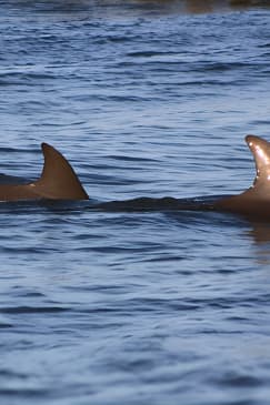 Folly Beach Dolphin Viewing Boat Excursion and Estuary Tour 