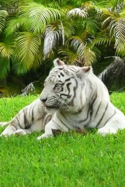Zoo Miami: Florida's largest zoo!