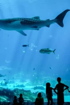 Georgia Aquarium: Skip The Line Ticket