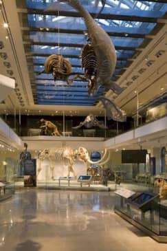 Natural History Museum of Los Angeles County: Entry Ticket
