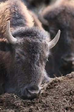 Buffalo Loop 1-Hour Horseback Trail Ride in Kananaskis