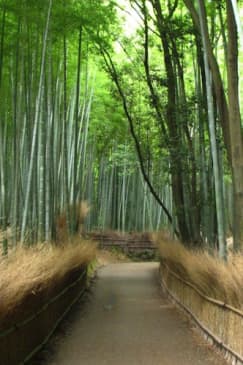 京都：ガイド付き観光バスツアー（日本語）