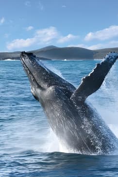 Port Stephens: Whale Watching Cruise