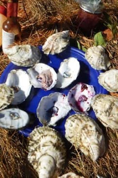 Oyster Farm & Complimentary Tasting Sea Kayak Tour in Casco Bay