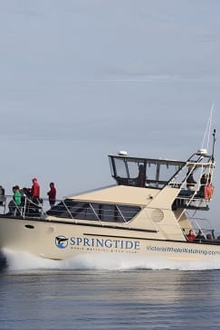 Victoria Whale Watch Tour