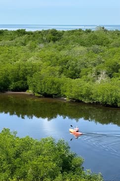 2 Hours Guided Robinson Preserve Mangrove Tour