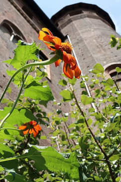 Palazzo Madama: Biglietto salta-coda