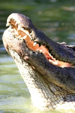 Gatorland Orlando: Skip The Line Ticket