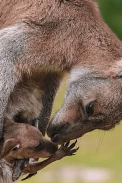 Toronto Zoo: Eintrittskarte