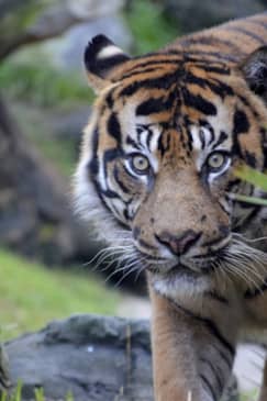 Bioparc Fuengirola: ¡un zoo varguandista!