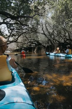 Dolphin Sanctuary Kayak Tour Adelaide