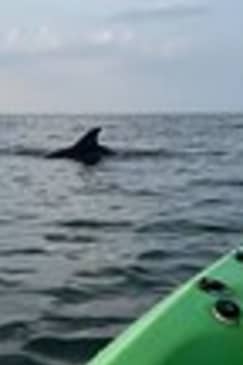 Kayak Dolphin Experience in Virginia Beach