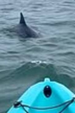 Dolphin Kayak Tour in Virginia Beach