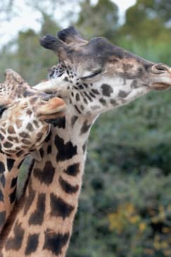 ZooTampa: Fast Track Admission