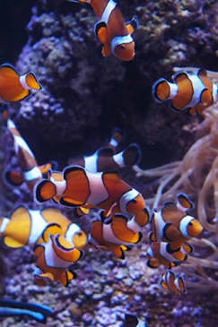 Acuario Bioparc Gijón