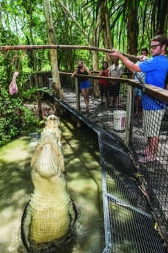 Hartley’s Crocodile Adventures