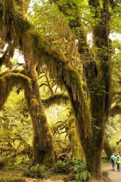 Olympic National Park: All-Inclusive Small Group Day Trip from Seattle