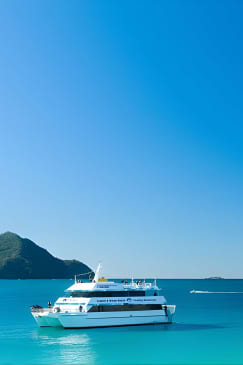 Port Stephens: Dolphin Discovery Cruise