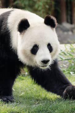 København ZOO: Billet uden om køen