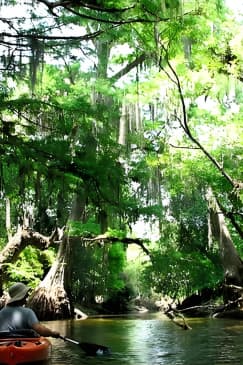 Wild & Scenic Loxahatchee River Guided Tour