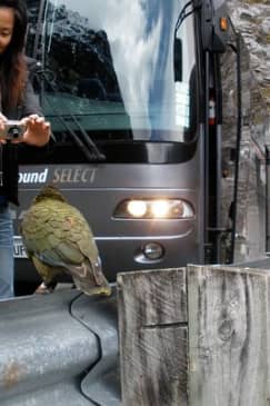 Luxury Milford Sound Coach and Scenic Cruise