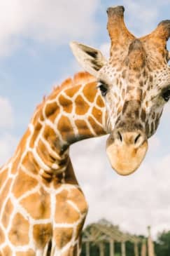 Wild Florida Drive-Thru Safari Park Tickets