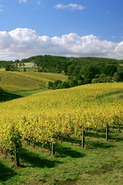 Afternoon Half-Day Adelaide Wine Tasting and Tour