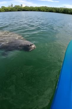  Lido Key Pedal Kayak Tour in Sarasota
