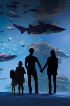 Palma Aquarium: Entrada gratuita + Cine Aquadome 3D opcional