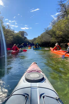 Adelaide Dolphin Sanctuary and Ships Graveyard Kayak Tour