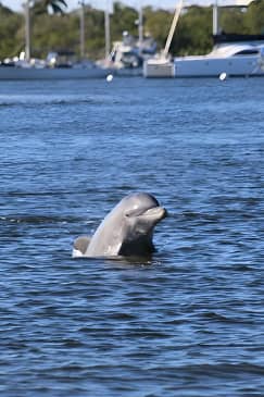 Dolphin and Sightseeing Tiki Cruise