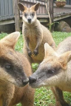 Kuranda Koala Gardens