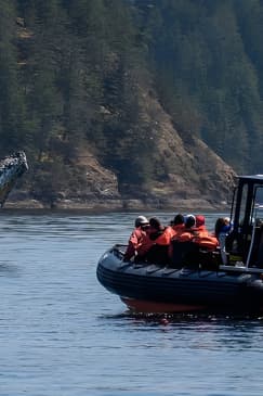 4 Hour Afternoon Whale Watching Tour