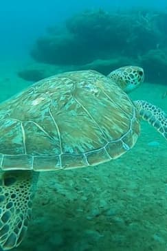 2-Hour Guided Snorkel Tour of Phil Foster Park, Blue Heron Bridge