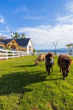 General Admission to SkyLand Ranch