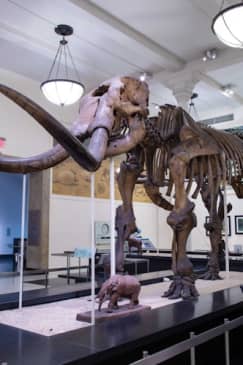 American Museum of Natural History (AMNH): All Ticketed Exhibitions