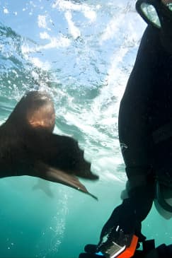 Seal Snorkeling with Animal Ocean in Hout Bay
